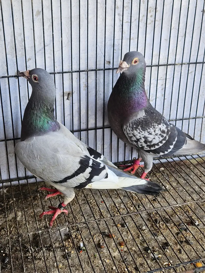 healthy and active birds forsale — photo 4