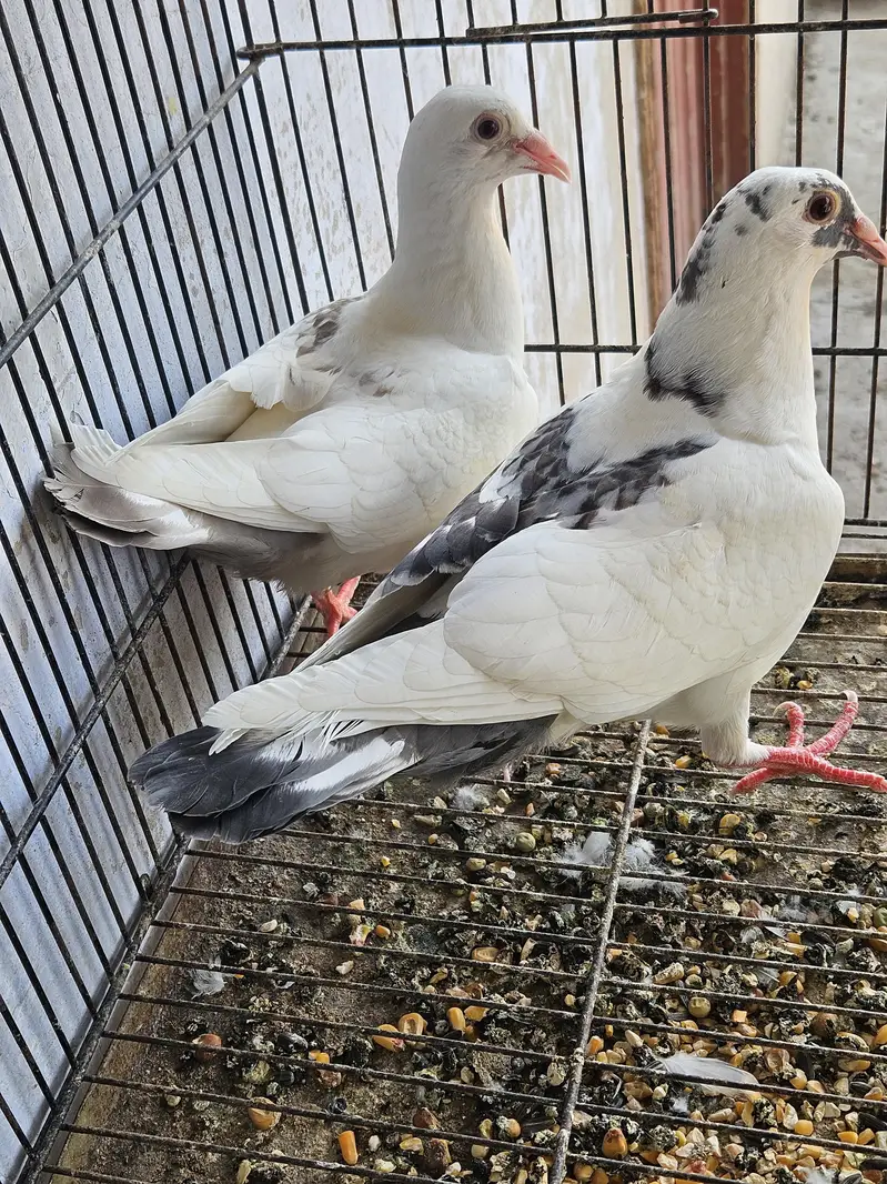 healthy and active birds forsale — photo 5