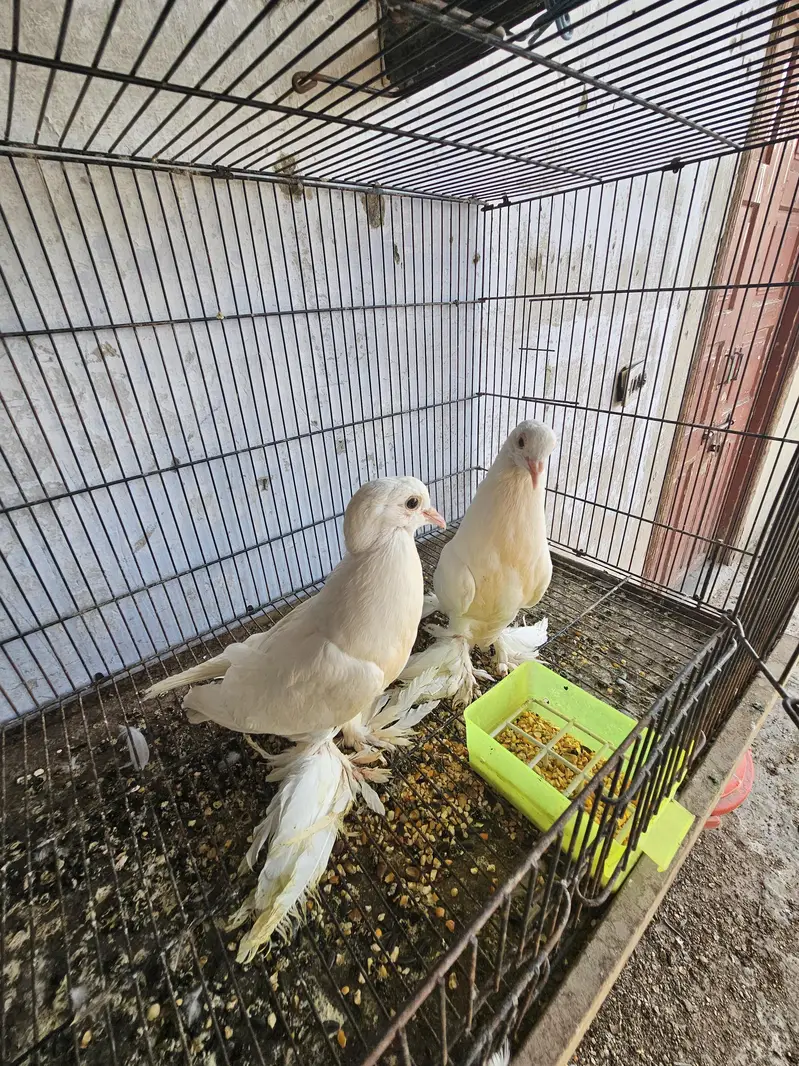 healthy and active birds forsale — photo 6
