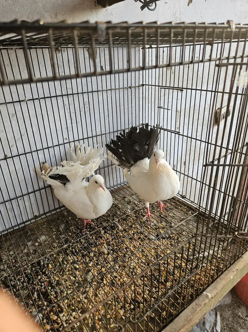 healthy and active birds forsale — photo 7