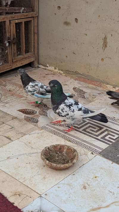 teddy pigeon