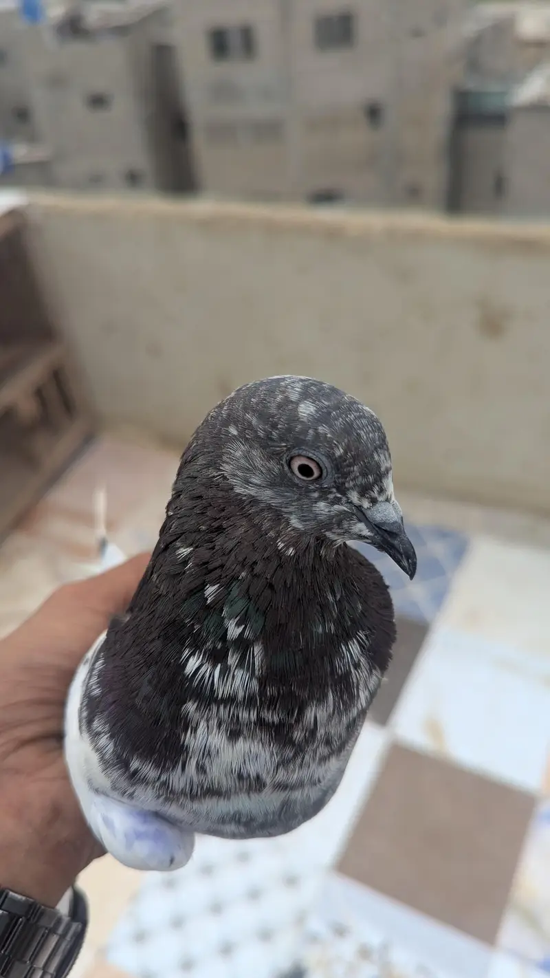 teddy pigeon — photo 2