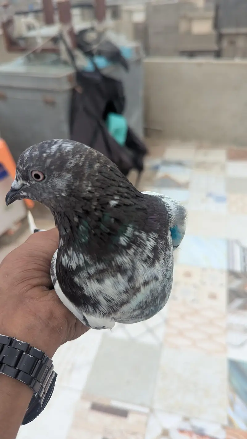 teddy pigeon — photo 3