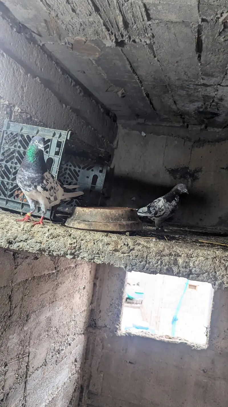 teddy pigeon — photo 4