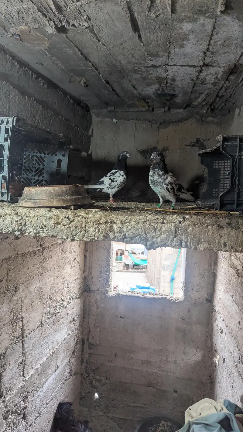 teddy pigeon — photo 5