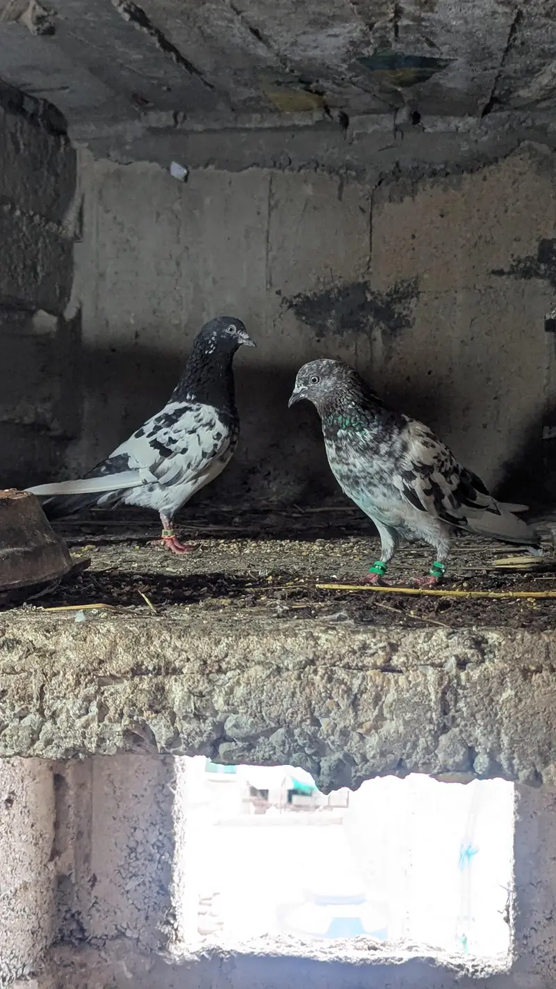 teddy pigeon — photo 6