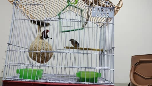 Beautiful Strawberry Finches 3 pcs for Sale