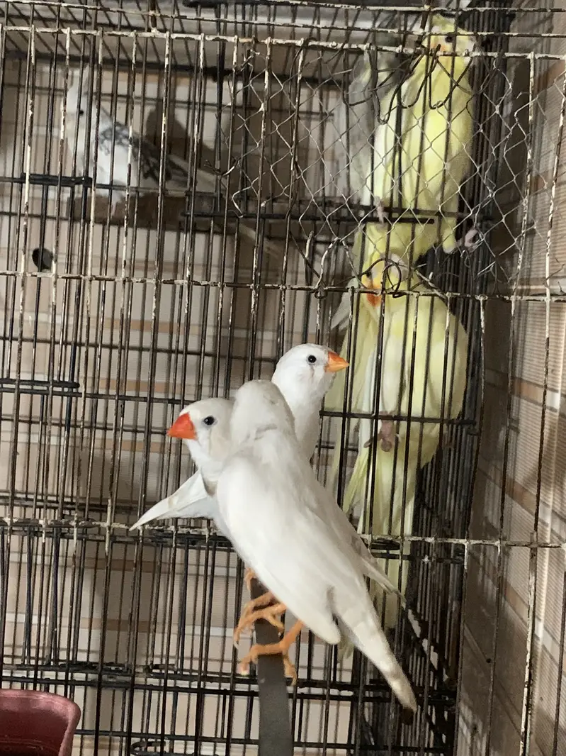 White finches