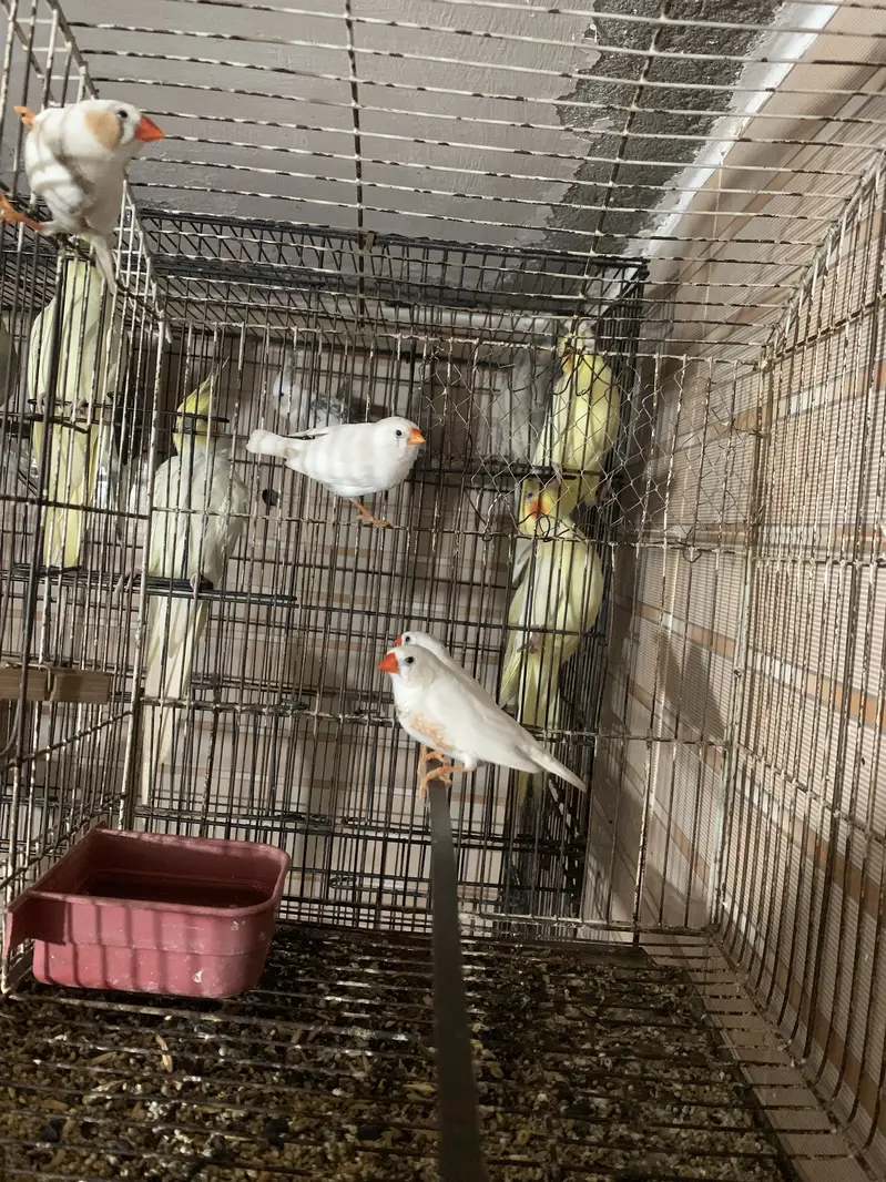 White finches — photo 2
