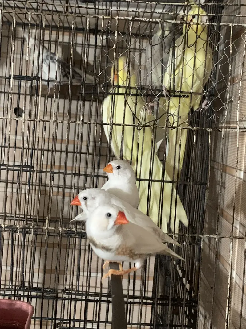 White finches — photo 3
