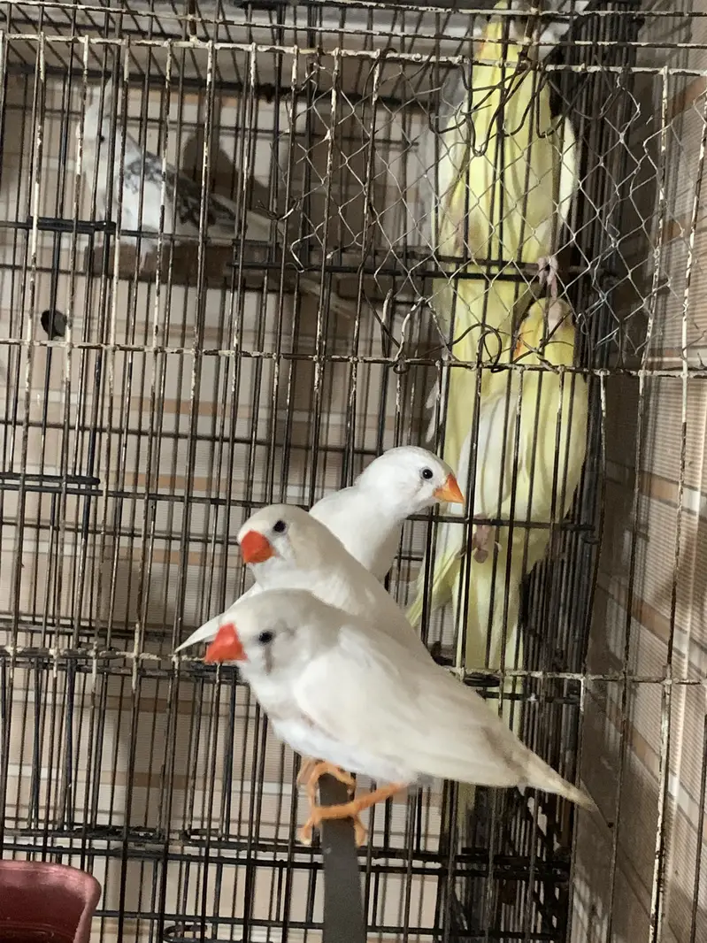 White finches — photo 4