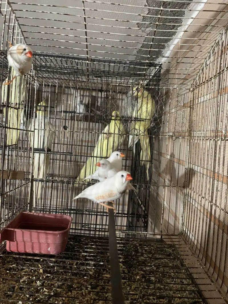 White finches — photo 5