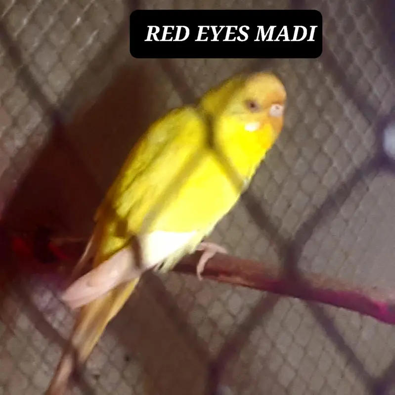 NAYAB BUDGIES — photo 2