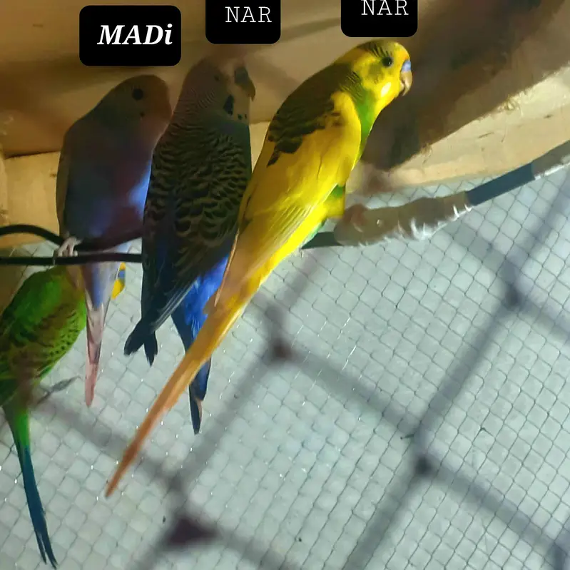 NAYAB BUDGIES — photo 3