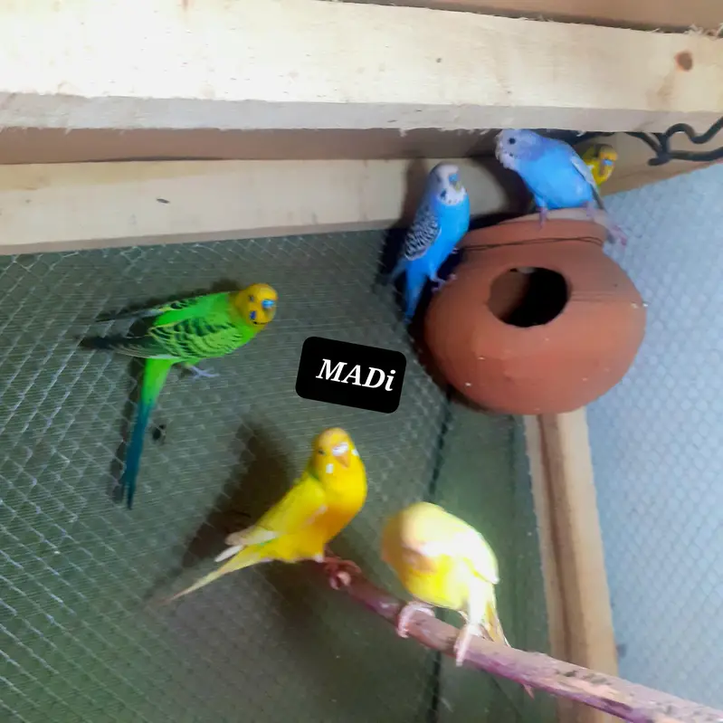 NAYAB BUDGIES — photo 4