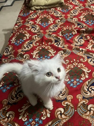 Pair of Persion kittens