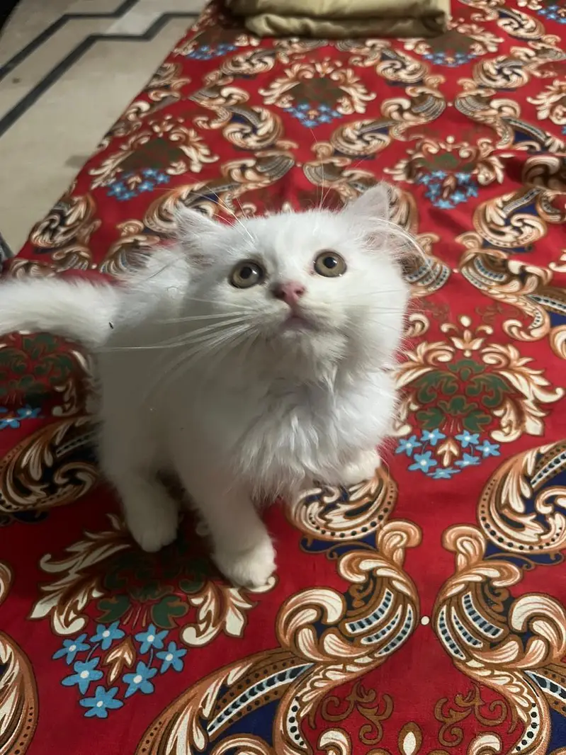 Pair of Persion kittens — photo 2