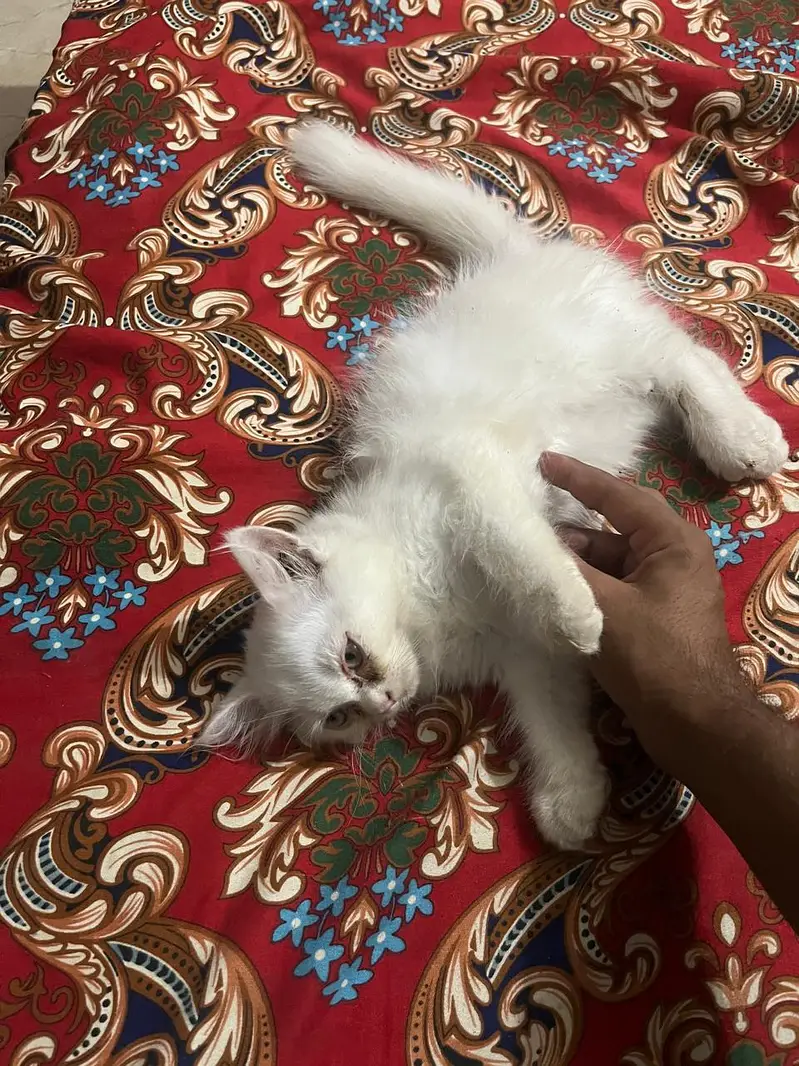 Pair of Persion kittens — photo 3