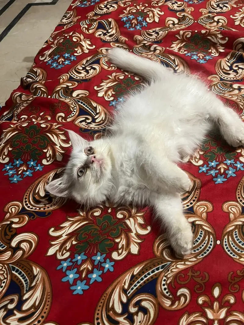 Pair of Persion kittens — photo 4