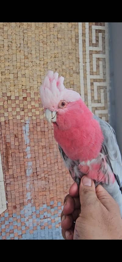 African grey parrot hand tamed and talking male
