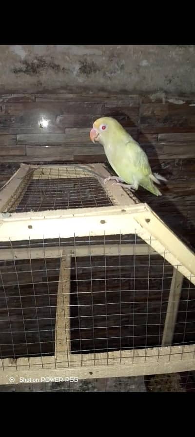 1 peice tamed lovebird with cage.