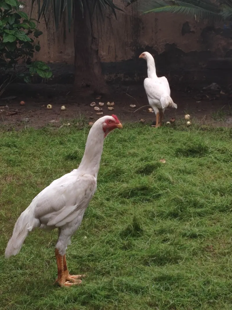 German O shamo pair pure white 100℅ — photo 5