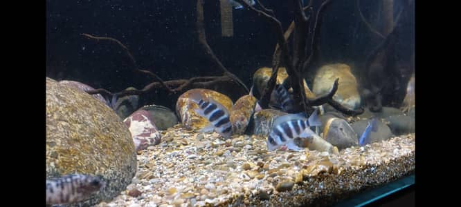frontosa fish