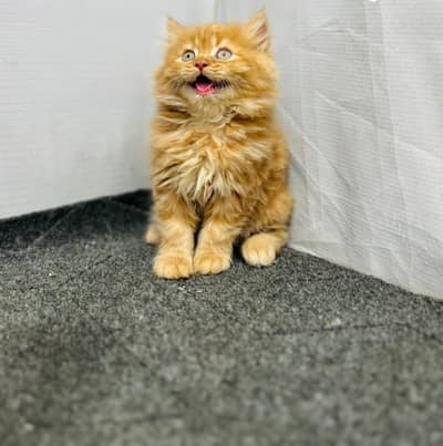 Pure Persian Home breed