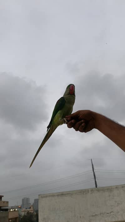 Kashmiri raw parrot