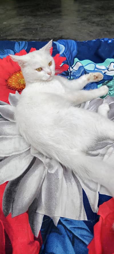 mashallah health active male cat