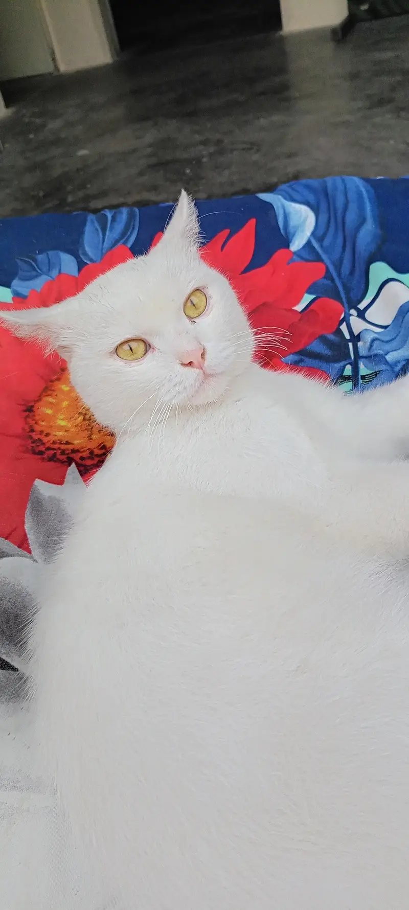 mashallah health active male cat — photo 2