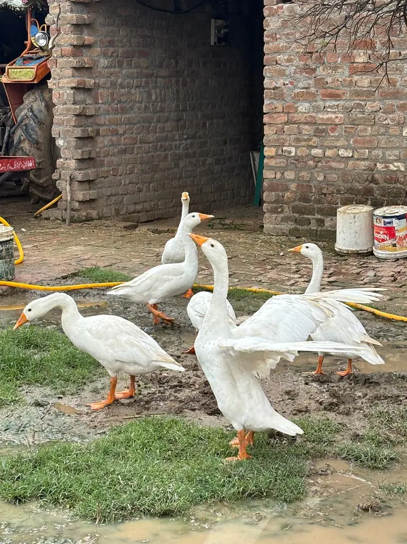 white long neck ducks