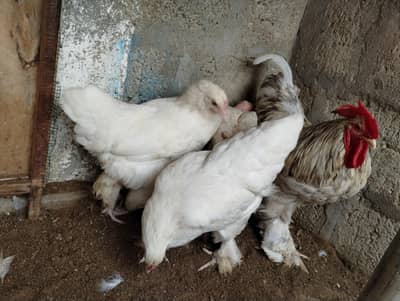 white heavy buff 1 male 2 female