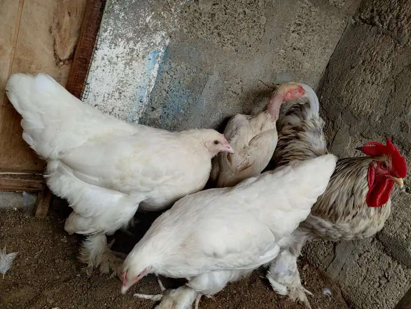 white heavy buff 1 male 2 female — photo 2