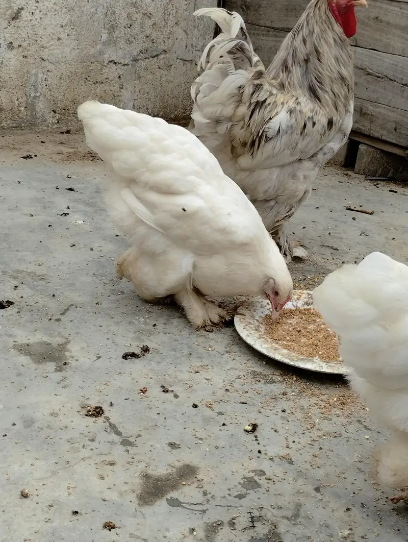 white heavy buff 1 male 2 female — photo 7