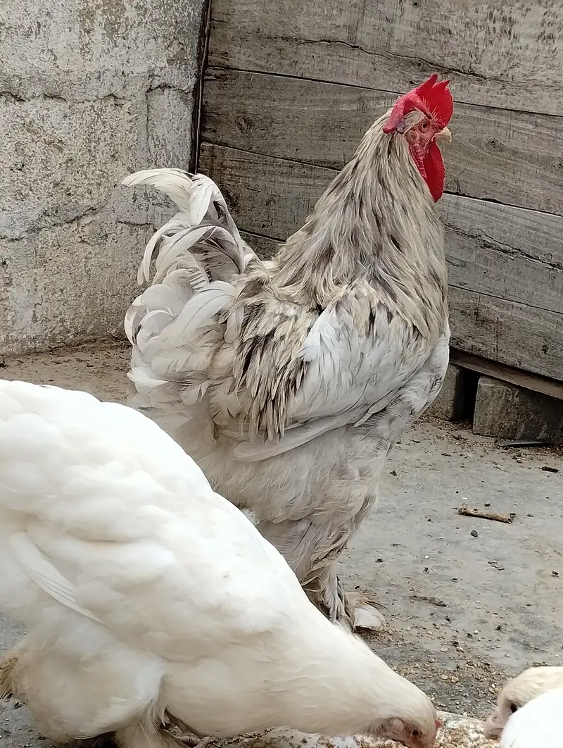 white heavy buff 1 male 2 female — photo 8