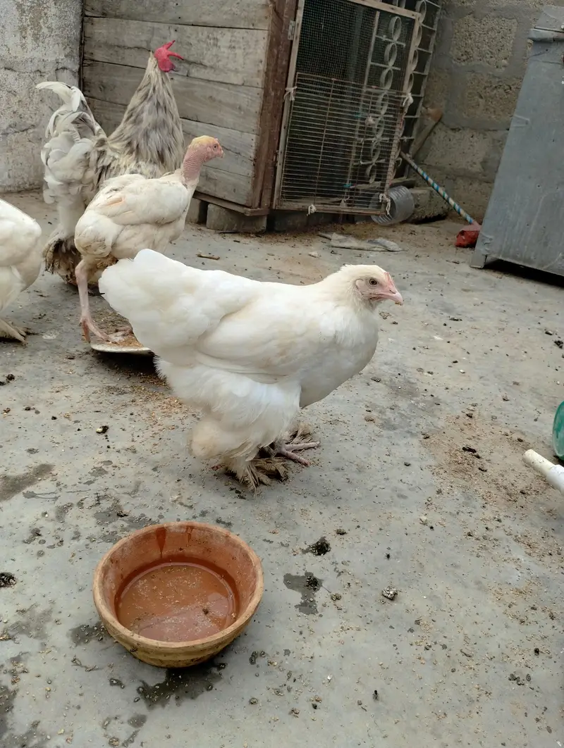 white heavy buff 1 male 2 female — photo 9