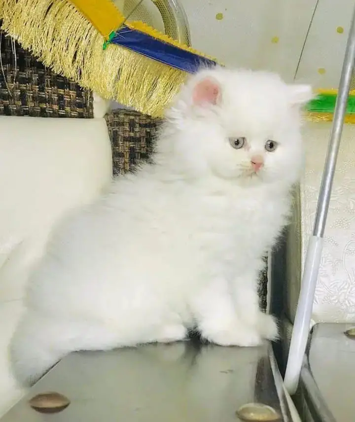 Persian cat 2month vaccinated — photo 2