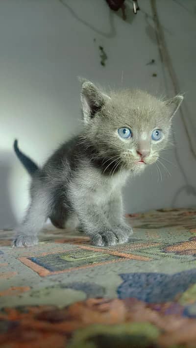 BRITISH Grey ShotrtHair Male Kitten For Sale Only In 7,000