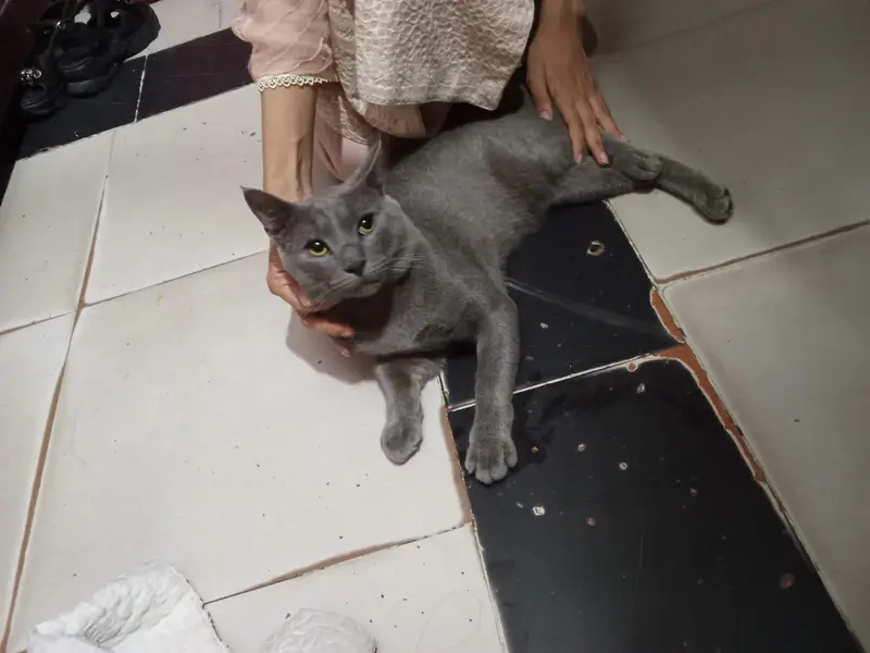Persian cats — photo 2