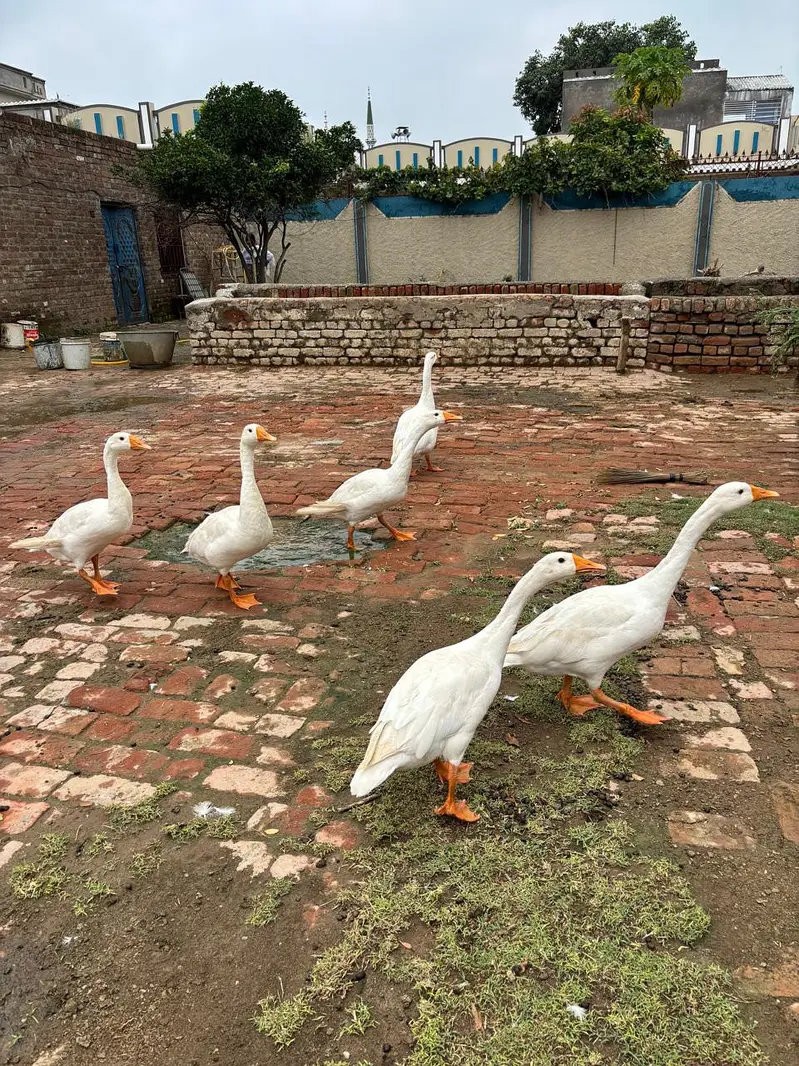 white long neck ducks — photo 2