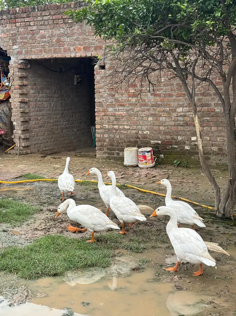 white long neck ducks — photo 3