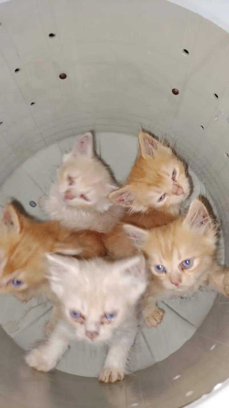 pershon cats pair v play full and little traind odd eyes — photo 6