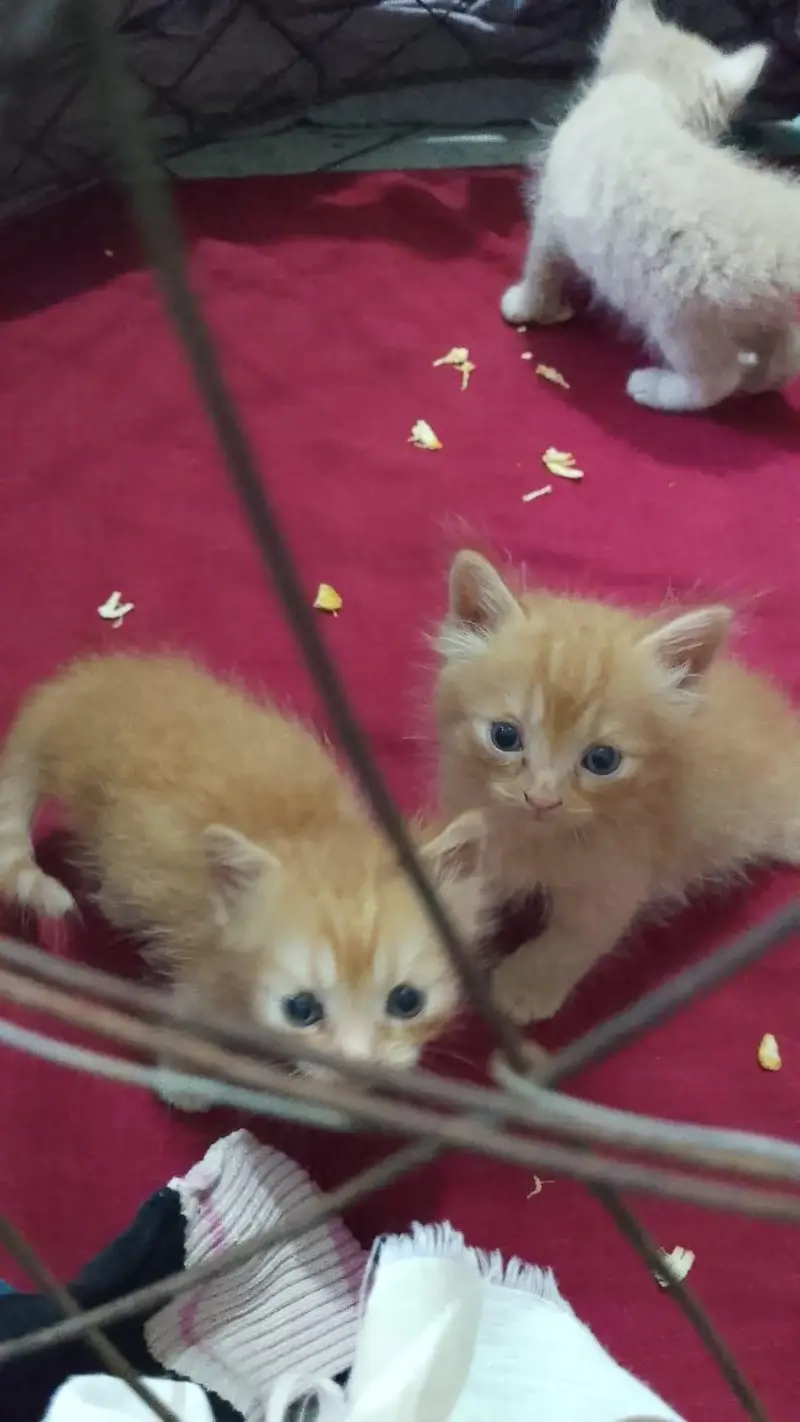 pershon cats pair v play full and little traind odd eyes — photo 4