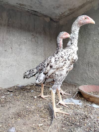 Pure Shamo Pair | Extreme Height & Chibra Color | Pure Breed