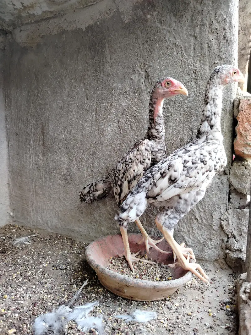 Pure Shamo Pair | Extreme Height & Chibra Color | Pure Breed — photo 2
