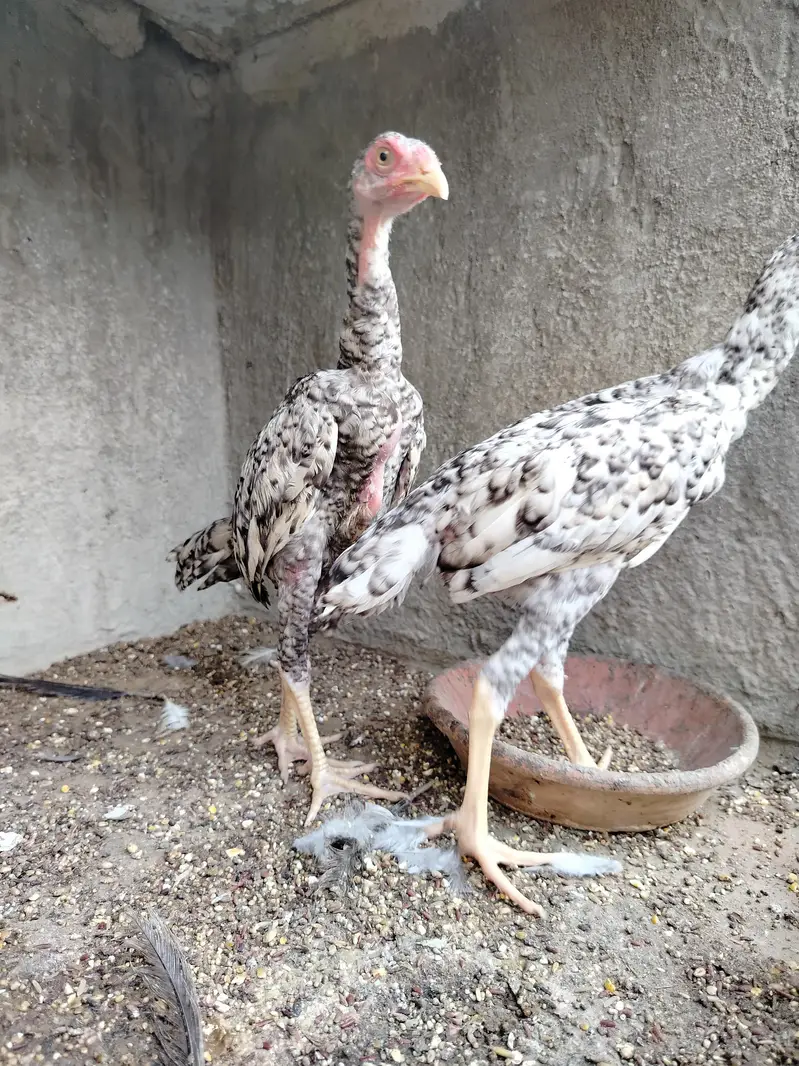Pure Shamo Pair | Extreme Height & Chibra Color | Pure Breed — photo 3