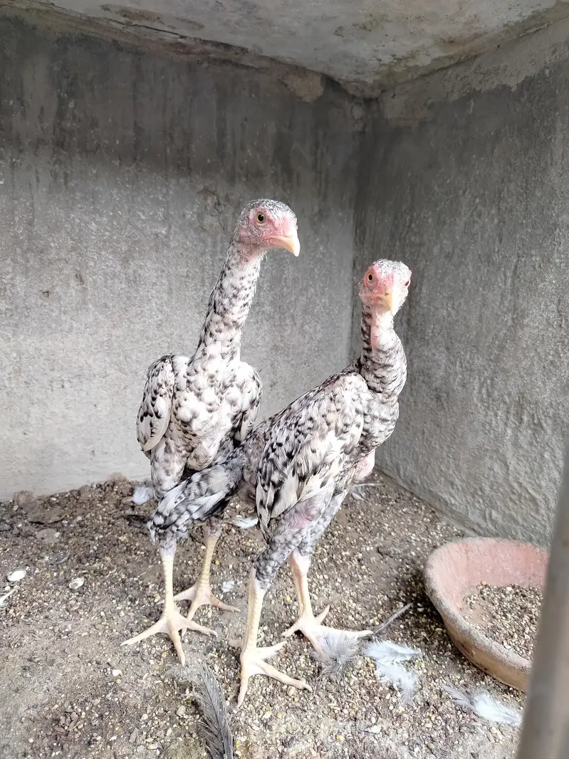 Pure Shamo Pair | Extreme Height & Chibra Color | Pure Breed — photo 4