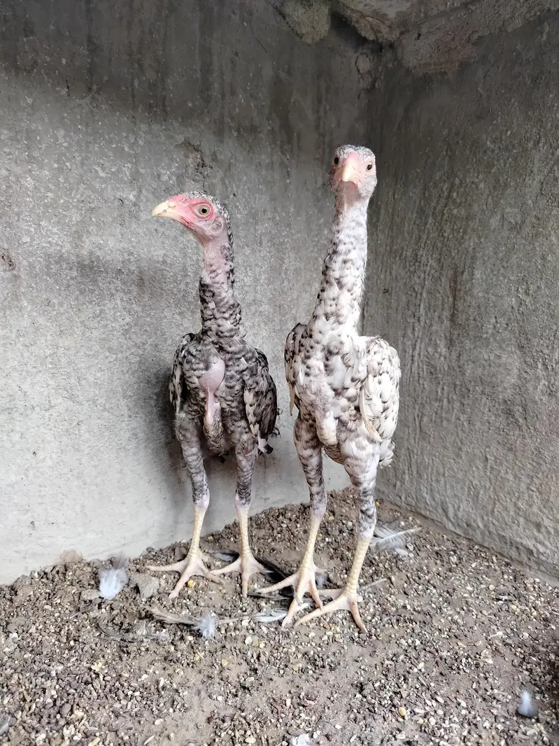 Pure Shamo Pair | Extreme Height & Chibra Color | Pure Breed — photo 5