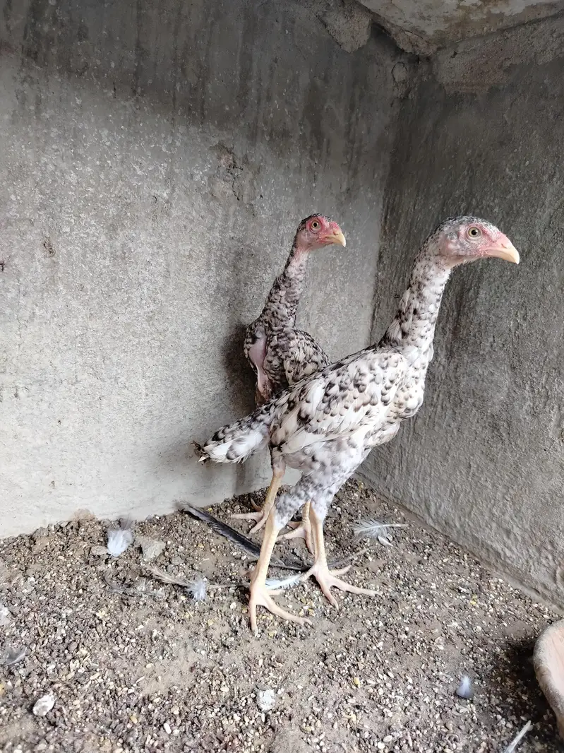 Pure Shamo Pair | Extreme Height & Chibra Color | Pure Breed — photo 6